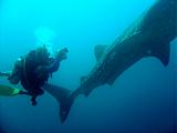 Djibouti - Pinuccio e Doni in immersione con Squalo Balena - 07